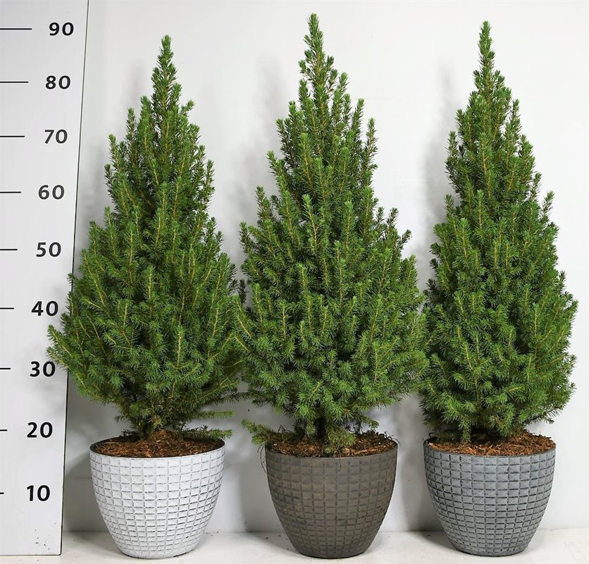 Picea glauca Perfecta 90cm 23cm Pot