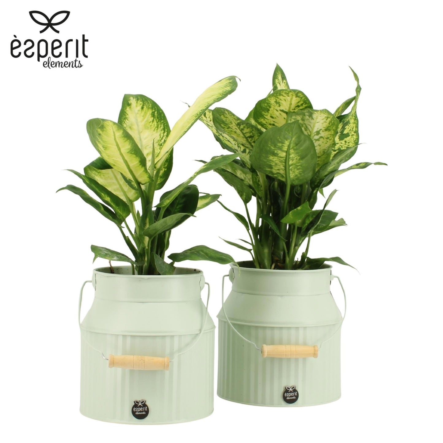 Dieffenbachia mix 40cm 16cm Pot