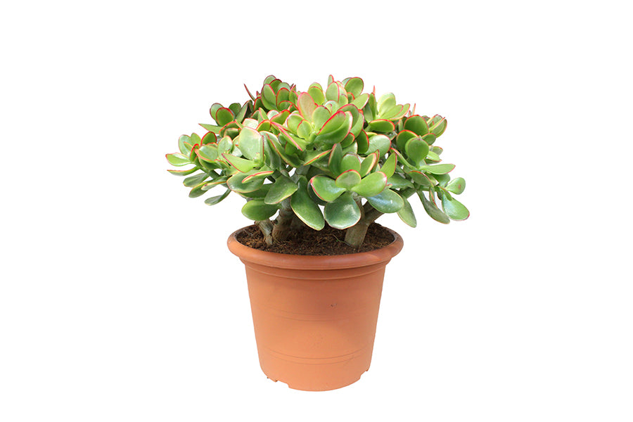 Crassula ovata Sunset 32cm 22cm Pot