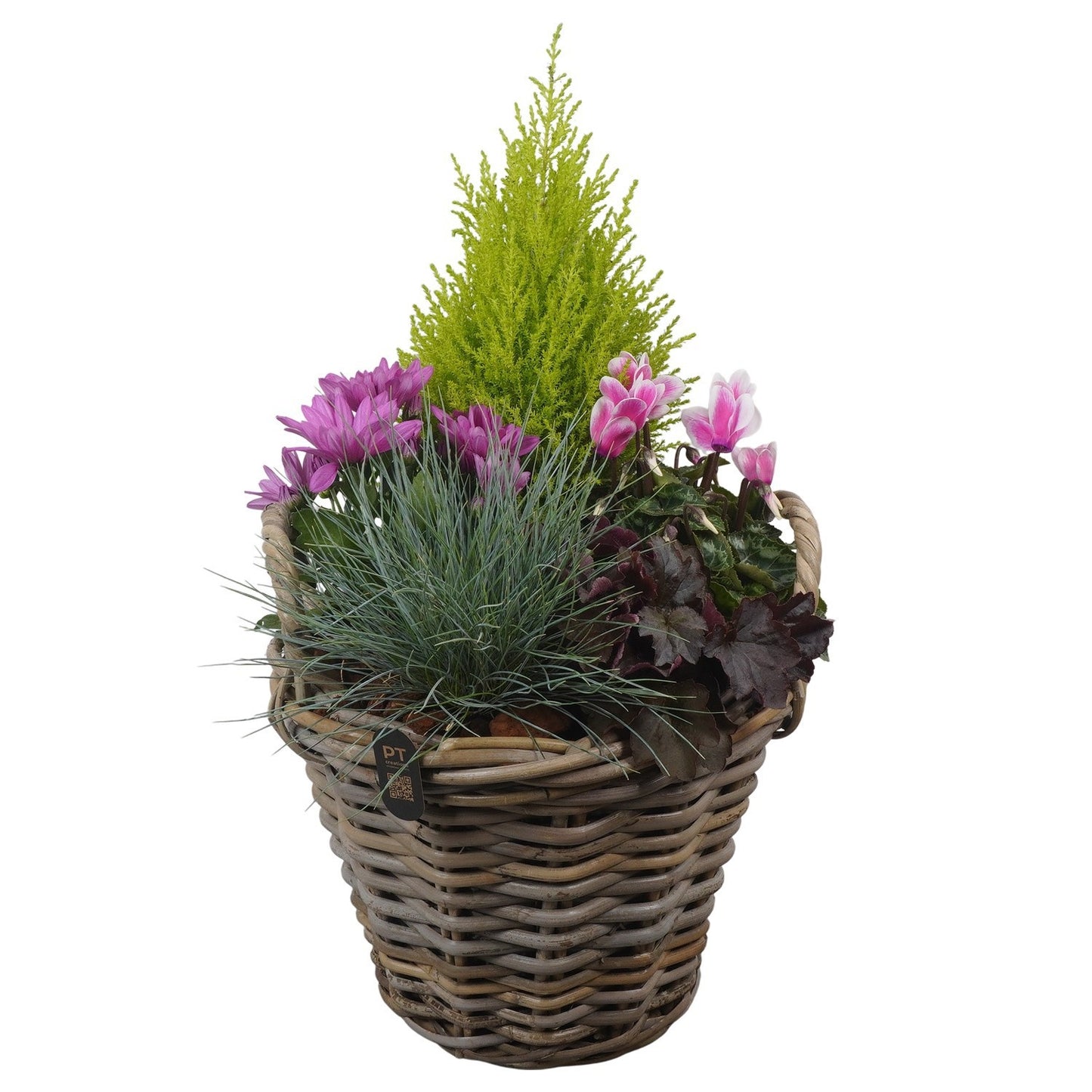 Outdoor arrangement 54cm 30cm Pot
