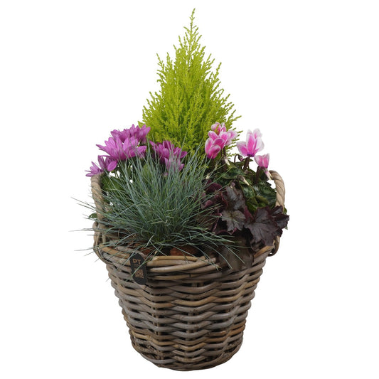 Outdoor arrangement 54cm 30cm Pot