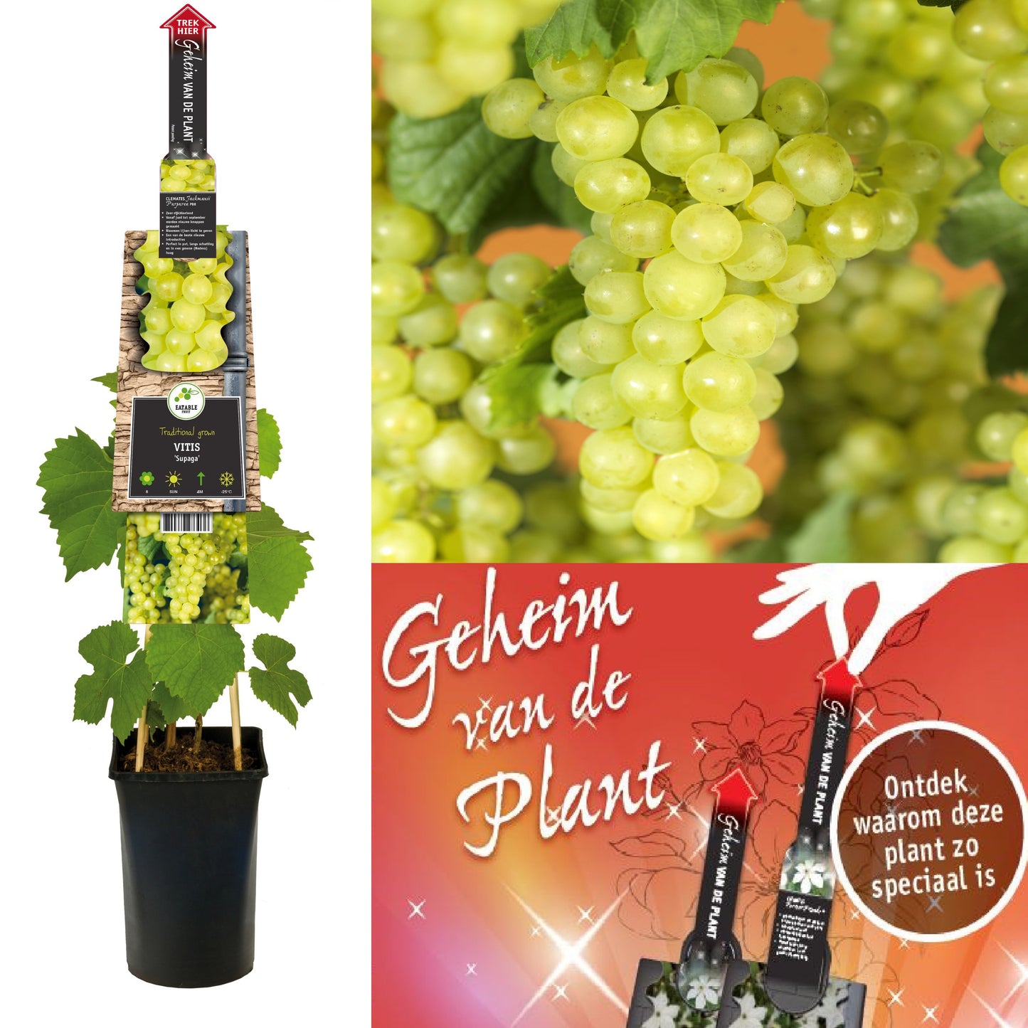 Vitis vinifera (White Grape) 75cm 17cm Pot