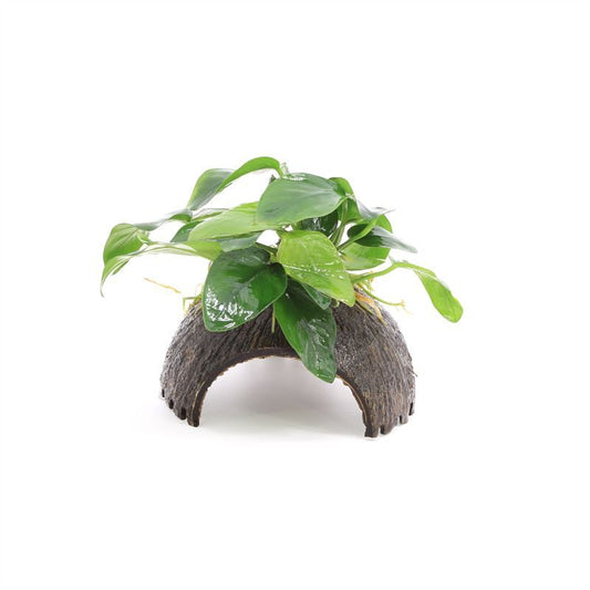 Anubias barteri 5cm 2cm Pot