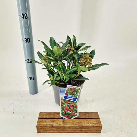 Skimmia japonica Rubesta 30cm 17cm Pot