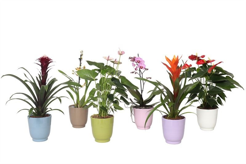 Houseplants mix flowering 35cm 12cm Pot