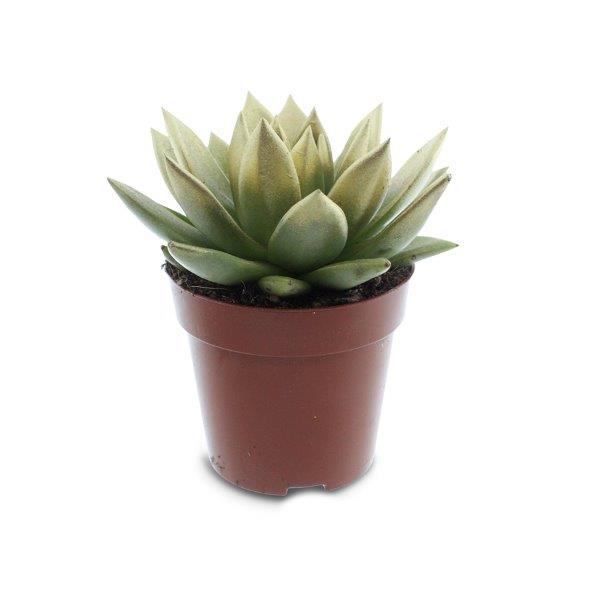 Echeveria colored gold 8cm 6cm Pot