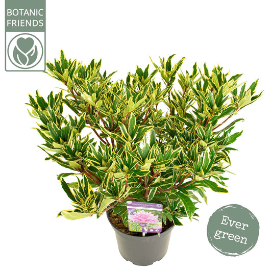 Rhododendron ponticum 45cm 22cm Pot