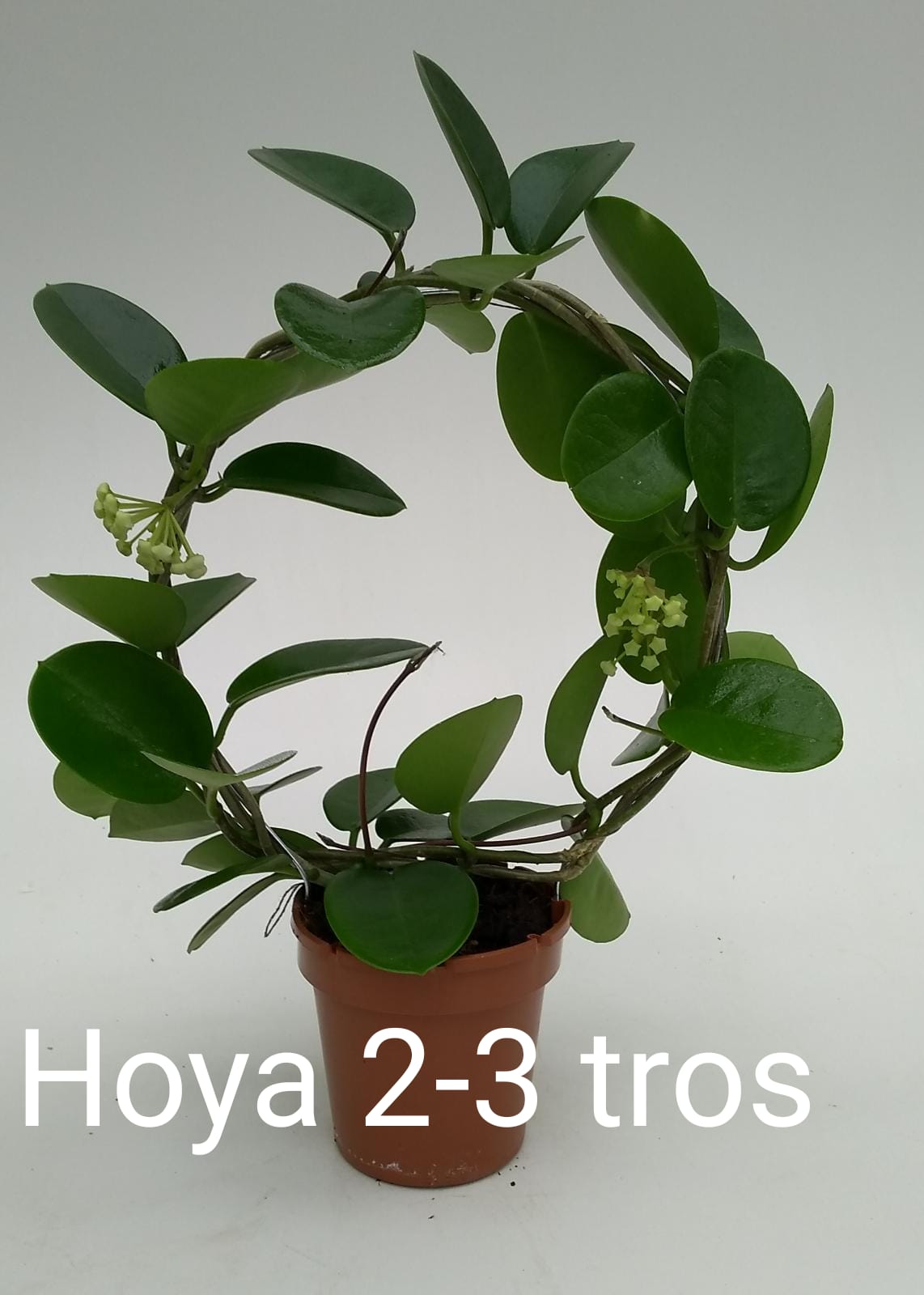 Hoya australis 45cm 12cm Pot