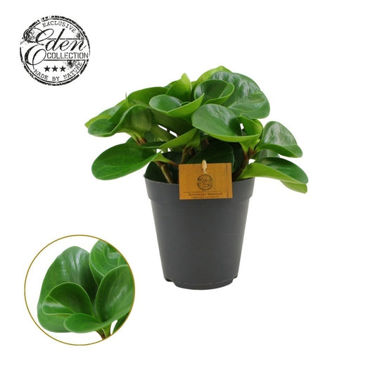 Peperomia obtusifolia Green Gold 30cm 15cm Pot