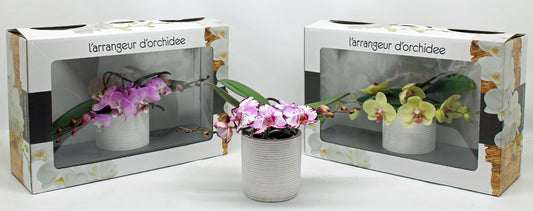 Phalaenopsis Hybrid 35cm 12cm Pot
