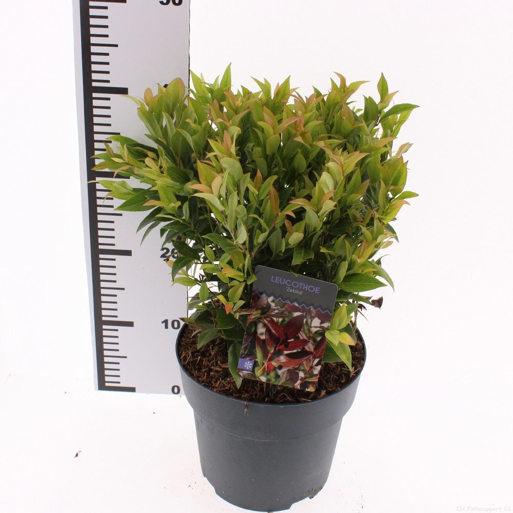 Leucothoe Zeblid 25cm 23cm Pot