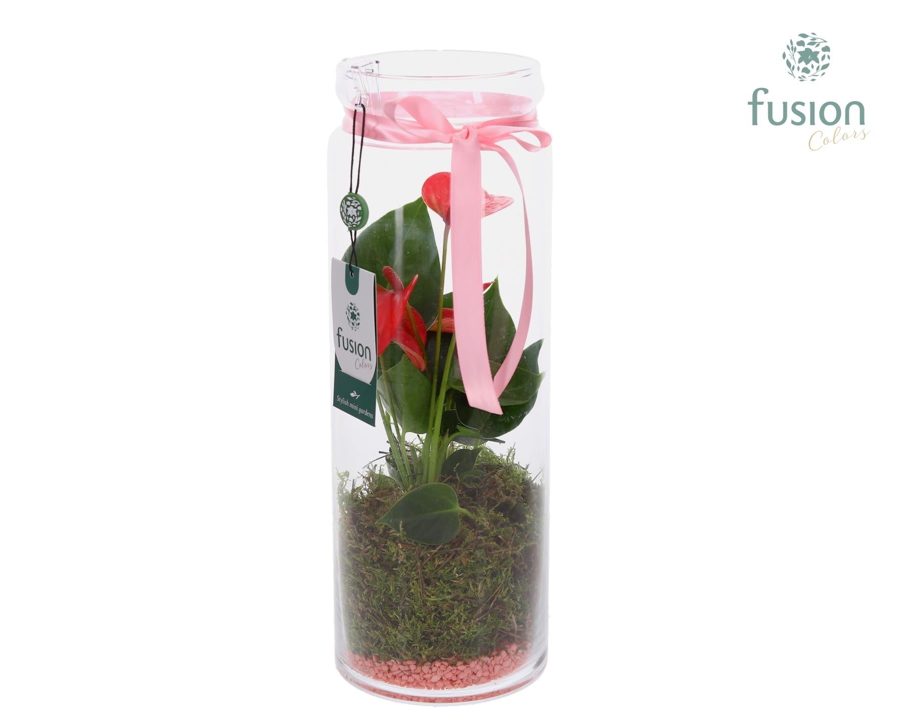 Glazen vaas met Anthurium 35cm 12cm Pot