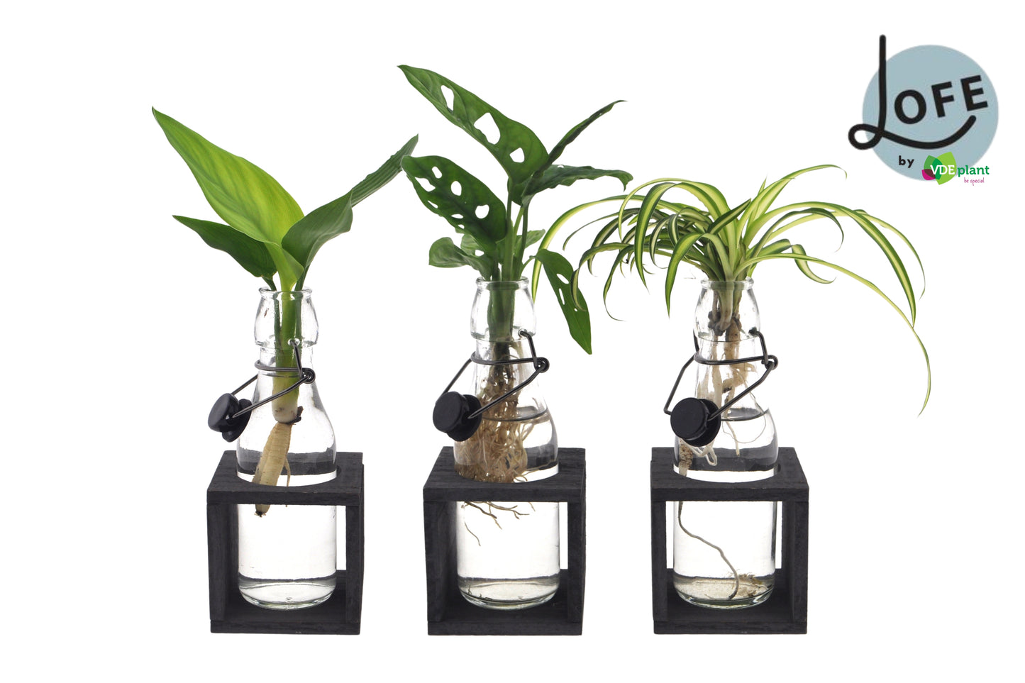 Foliage houseplants mix 45cm 12cm Pot