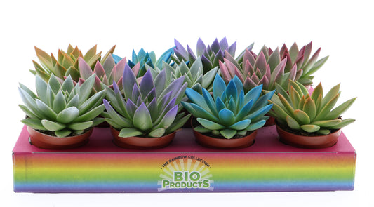 Euro Cactus Holland Bv Rainbow tips mix Pack of 11