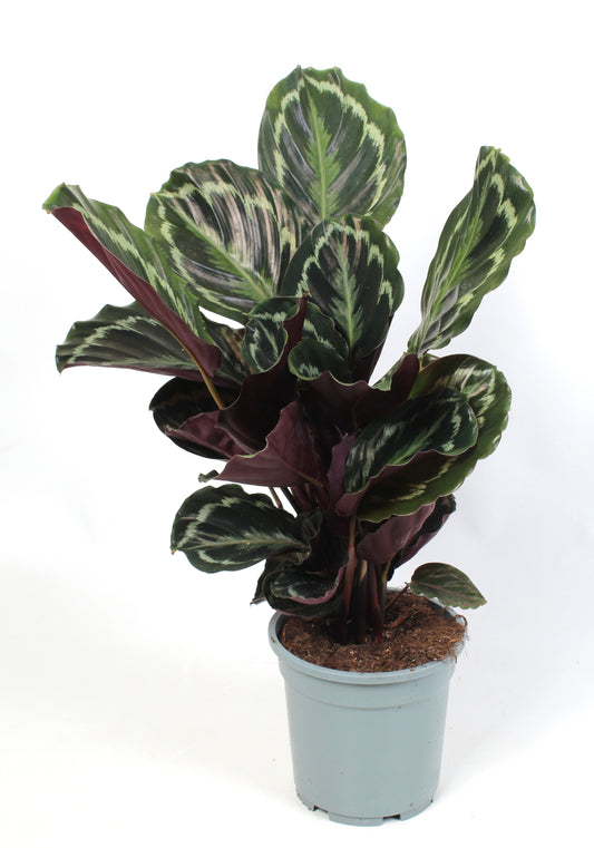 Calathea Medallion 70cm 21cm Pot