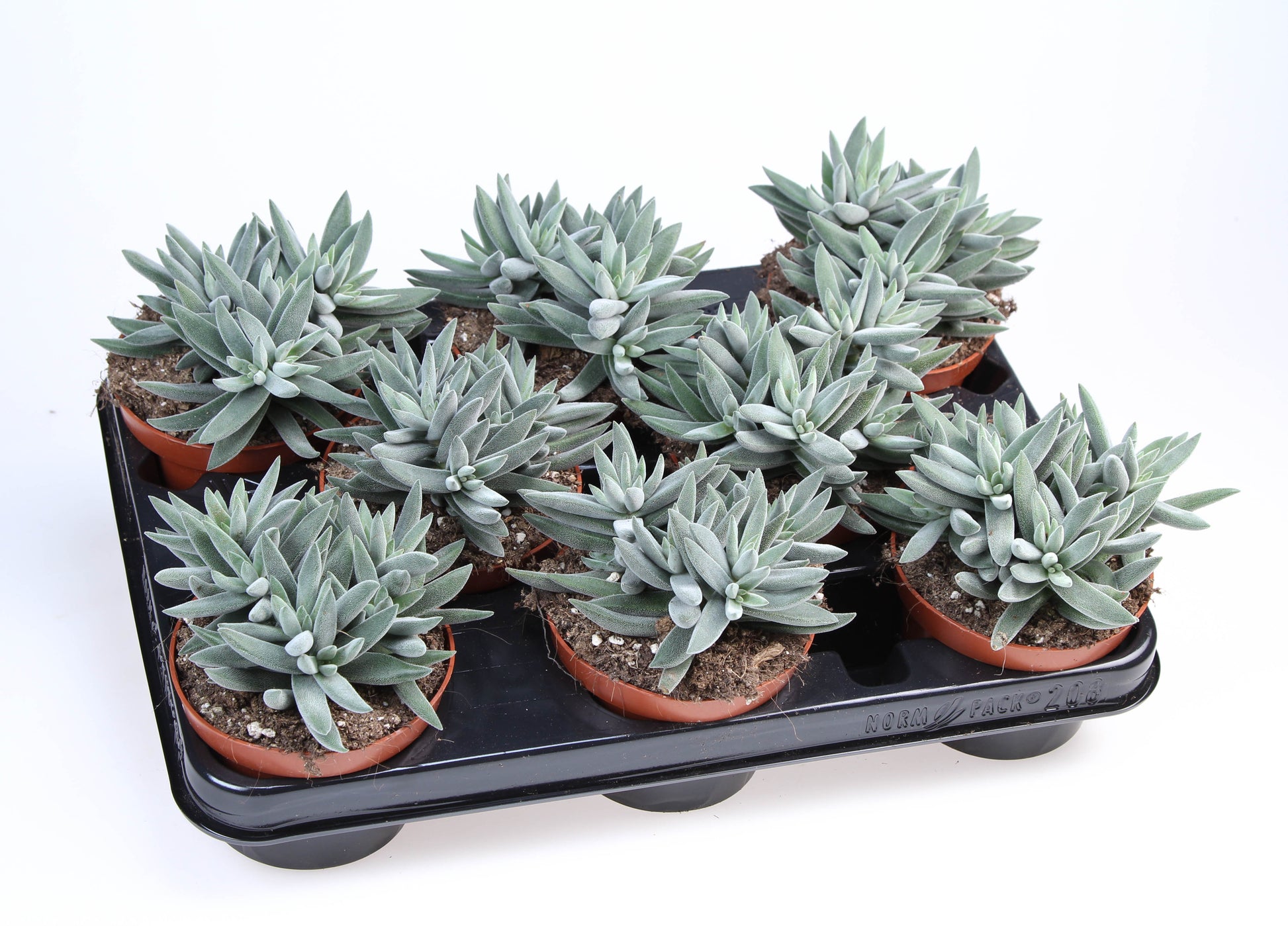 Crassula silver 15cm 510cm Pot