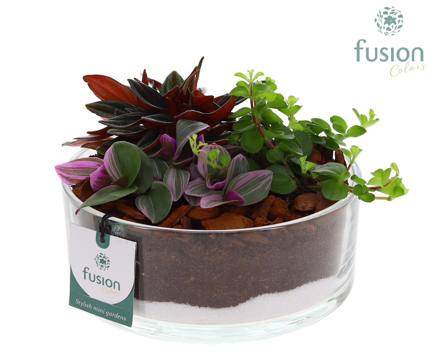 Glazen cilinderschaal met Groene planten 15cm 19cm Pot