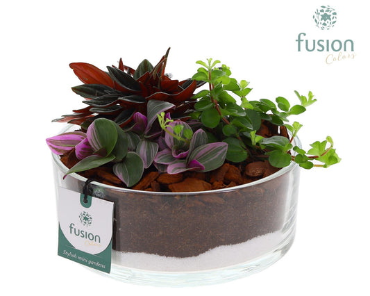 Glas cilinderschaal met Groene planten 3pp 15cm 19cm Pot