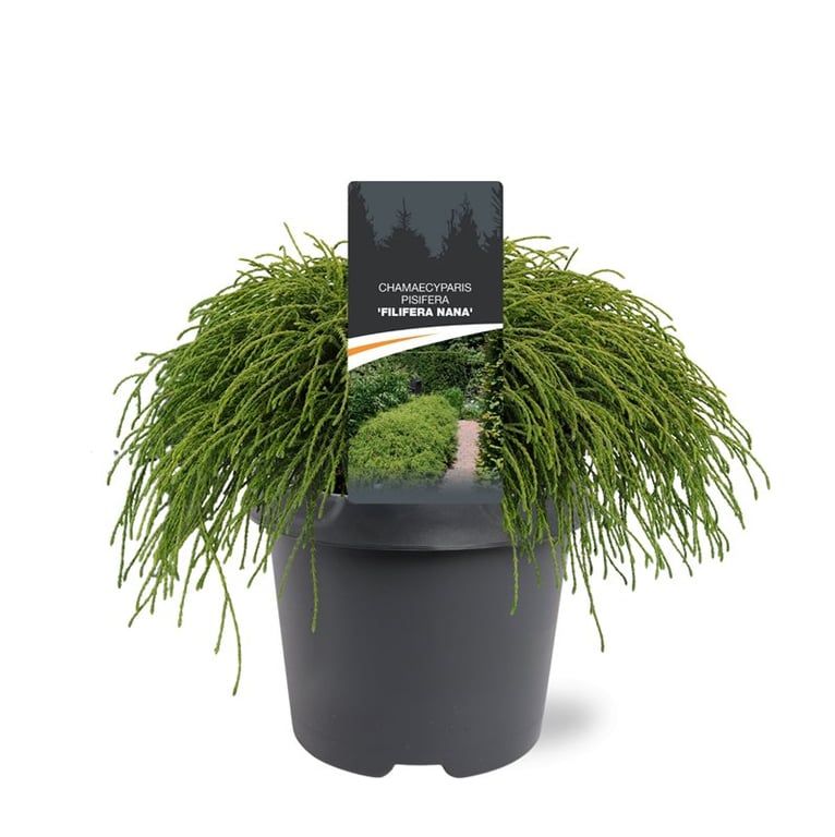 Bremmer Boomkwekerijen Chamaecyparis Filifera Nana Pack of 1