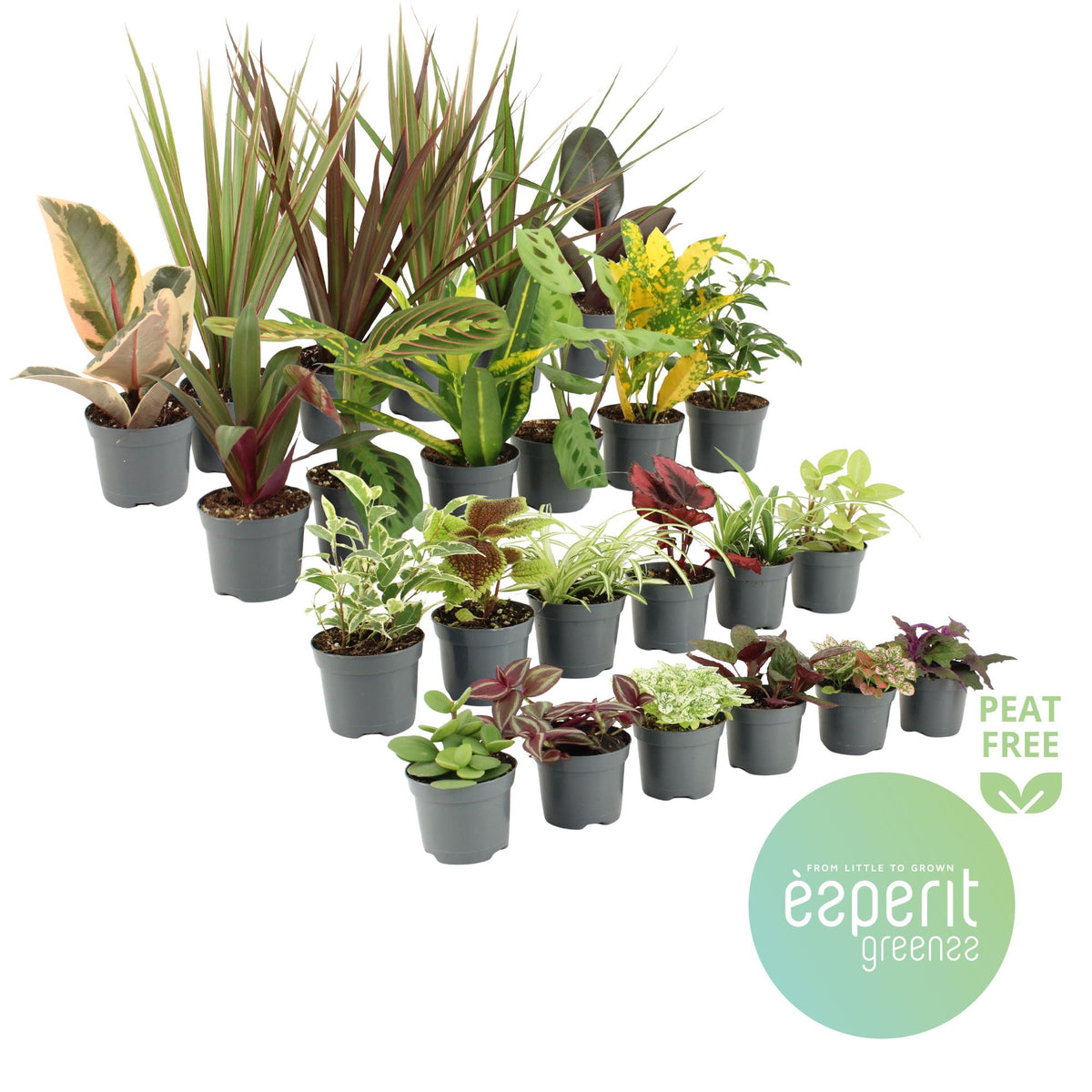 Foliage houseplants mix 10cm 8.5cm Pot