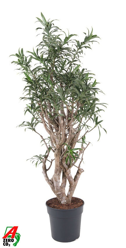 Dracaena ref. Song of India 140cm 31cm Pot