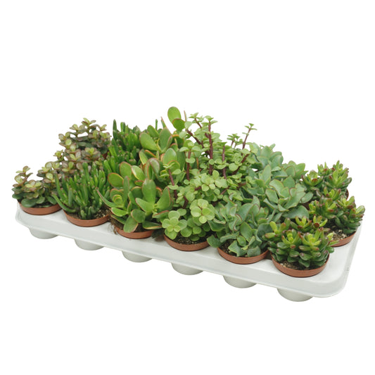Crassula mix 15cm 8.5cm Pot