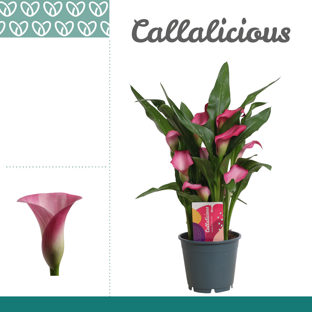 Vreugdenhil Bulbs & Plants Zantedeschia Zazu Pack of 8