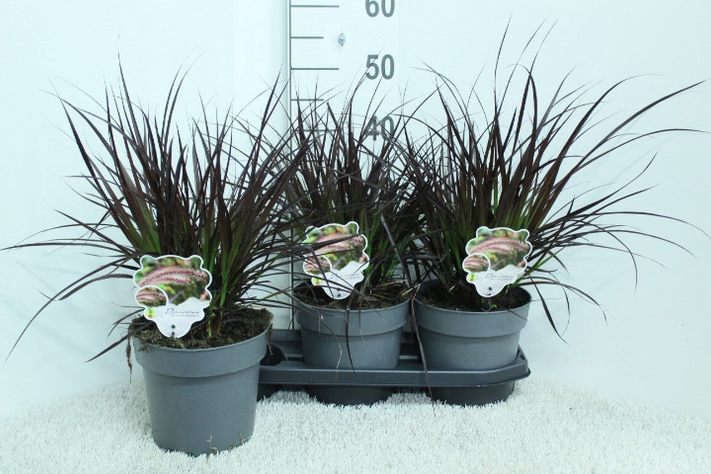 Pennisetum mix 50cm 19cm Pot