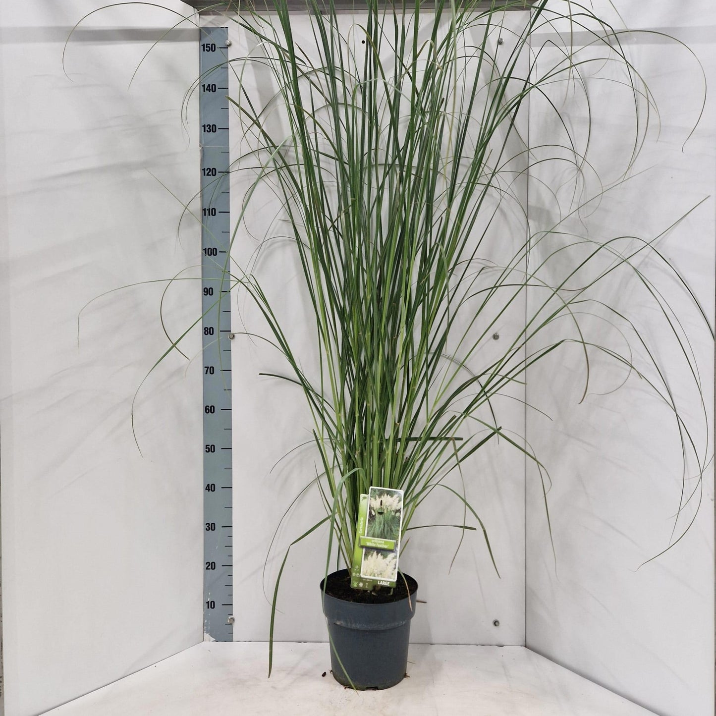 Cortaderia selloana 150cm 23cm Pot