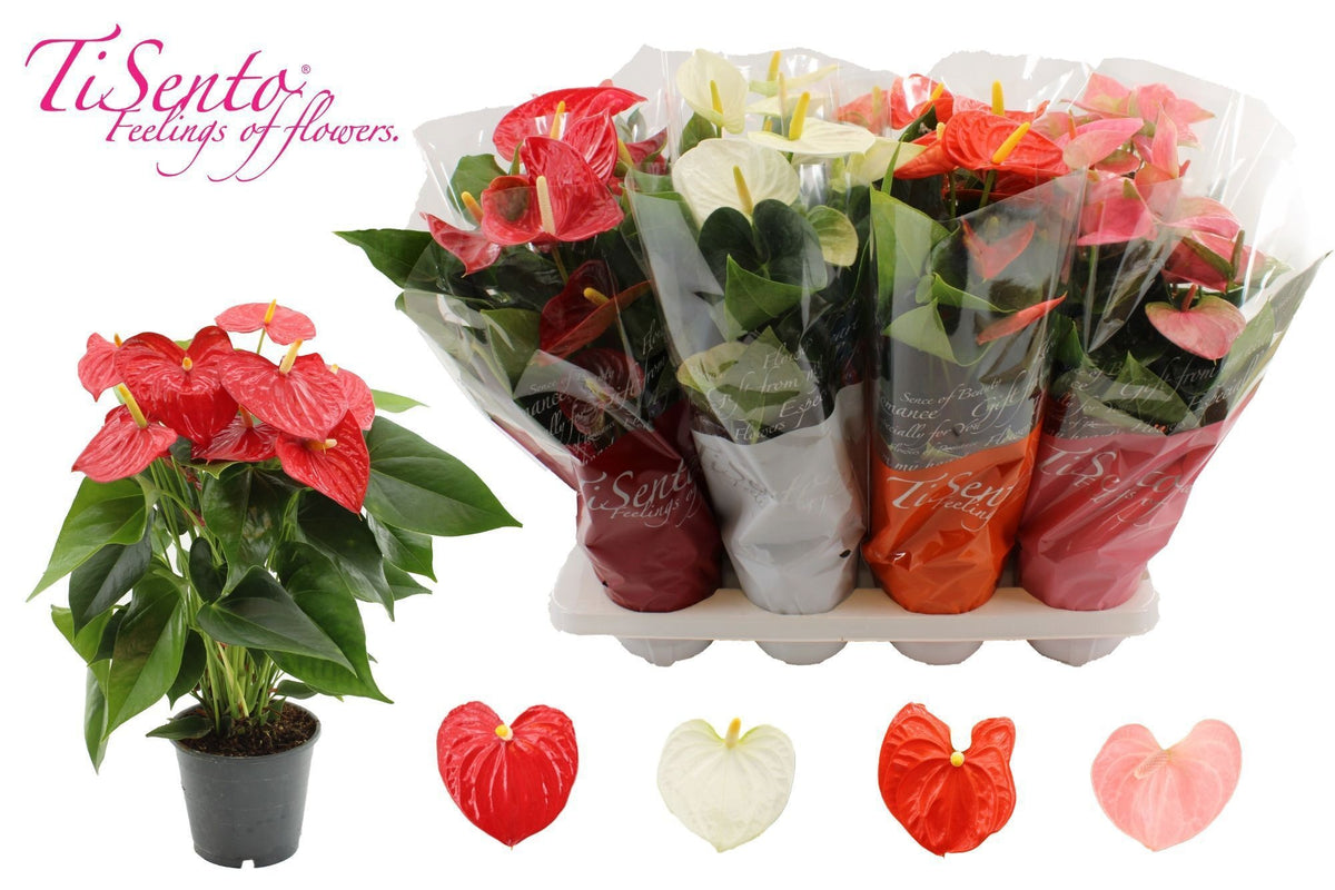 Anthurium mix 45cm 14cm Pot