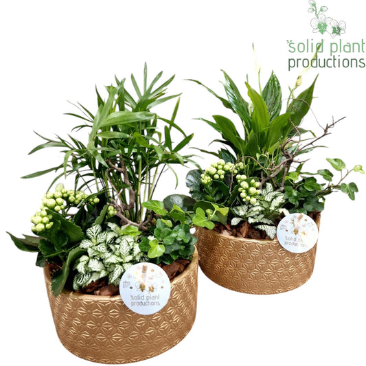 SC003 Loes Gold Mix 35cm 18cm Pot