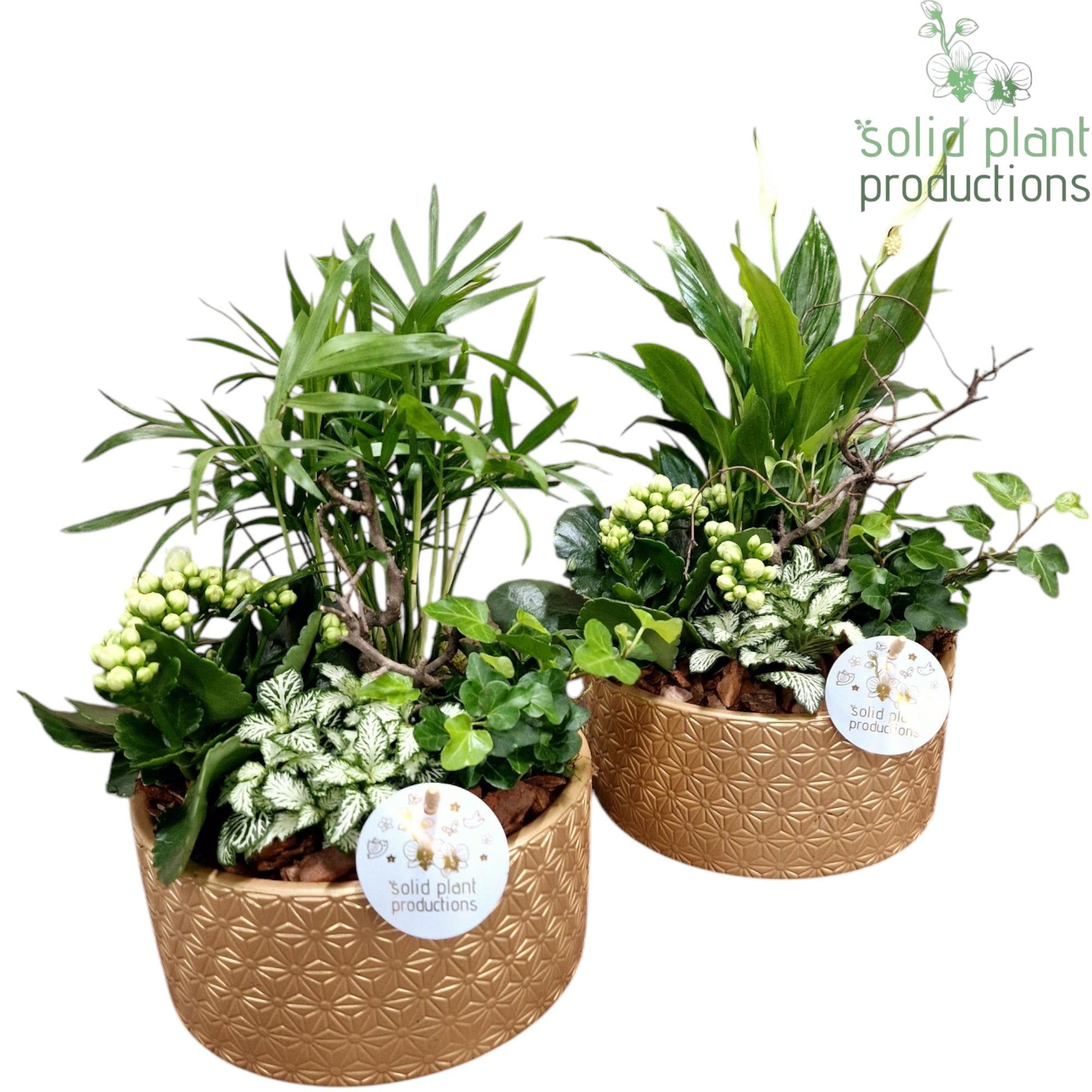 SC003 Loes Gold Mix 35cm 18cm Pot