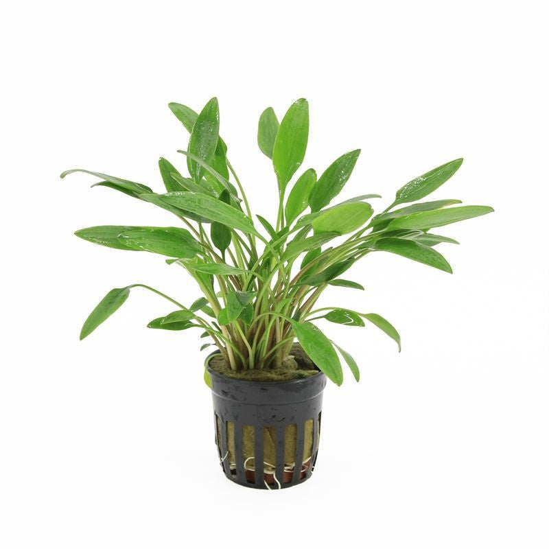 Aquarium plant mix 10cm 5cm Pot