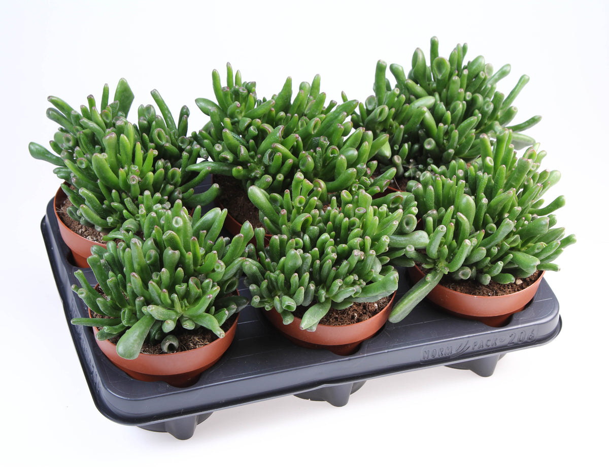 Crassula Hobbit 18cm 12cm Pot