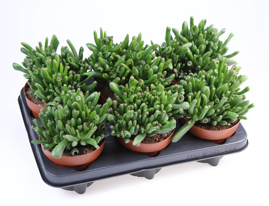 Crassula Hobbit 18cm 12cm Pot