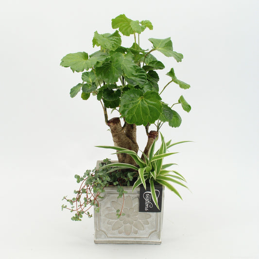 Indoor green arrangement 45cm 13cm Pot