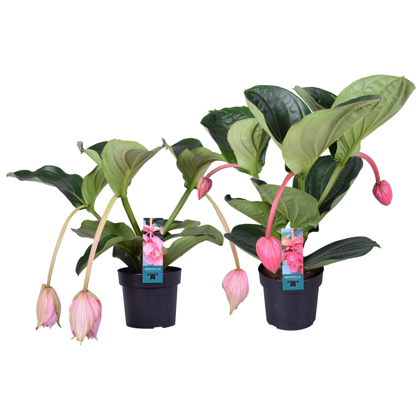 Medinilla magnifica 55cm 17cm Pot