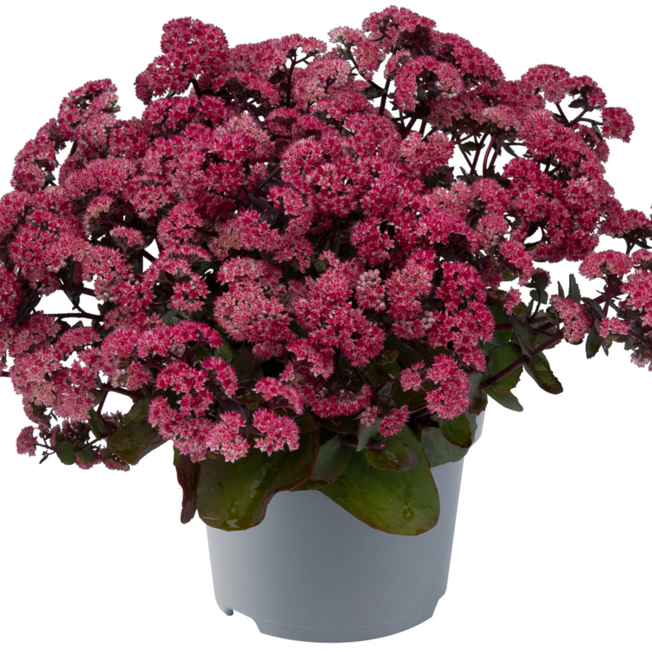 Sedum Seduction Rosé Soirée 35cm 17cm Pot