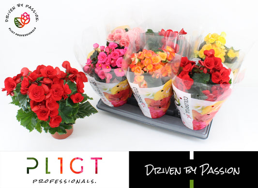 Begonia elatior  mix 35cm 14cm Pot