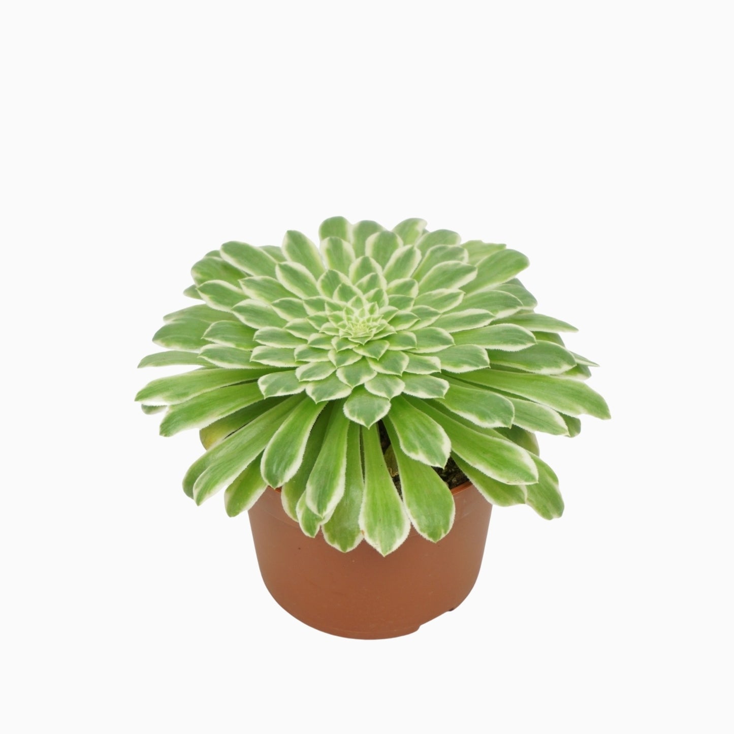 Aeonium tabuliforme 16cm 510cm Pot