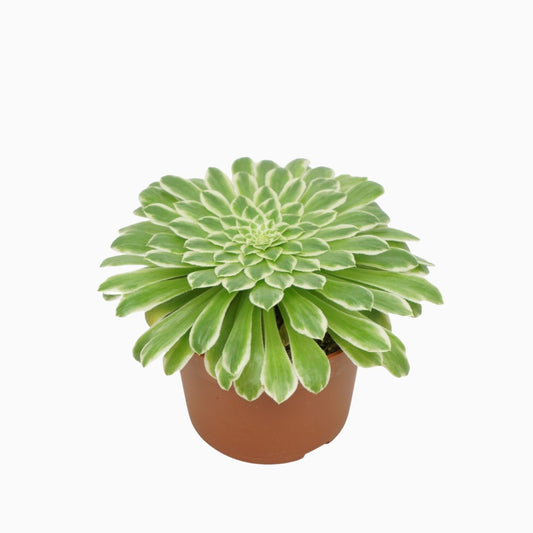 Aeonium tabuliforme 16cm 10.5cm Pot