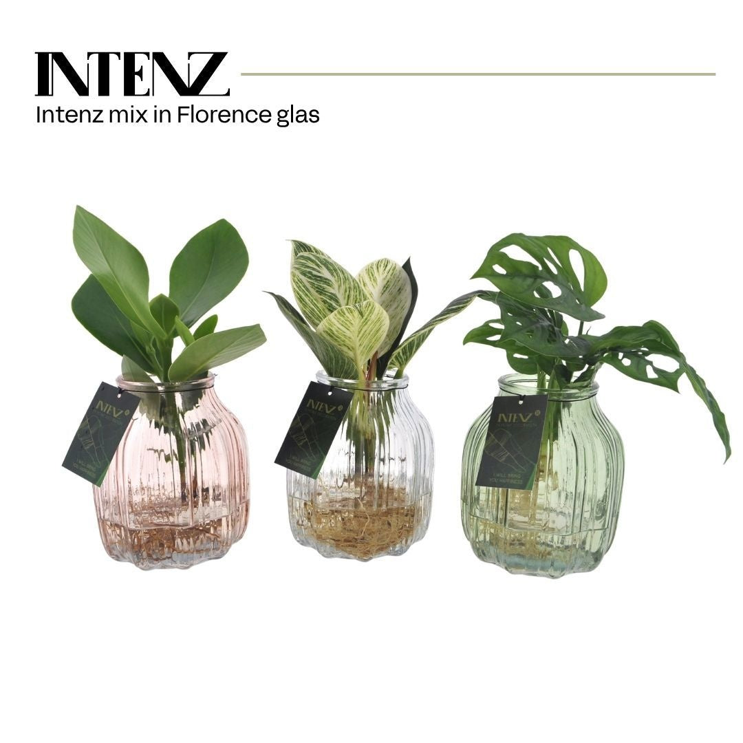 VDE plant BV arr. Intenz mix MIX-FLO Pack of 3
