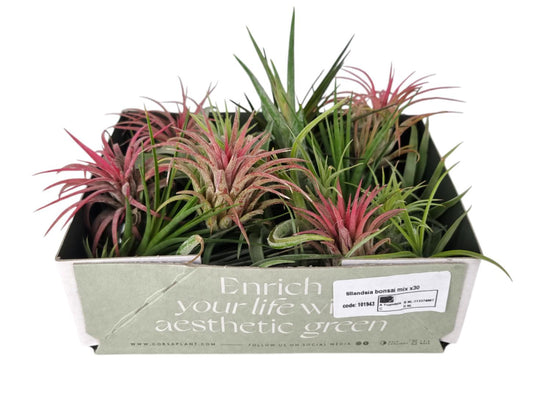 Tillandsia ionantha 4cm 4cm Pot