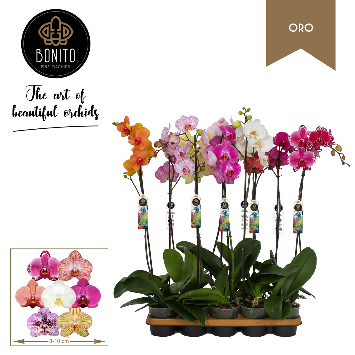 Phalaenopsis mix 70cm 12cm Pot