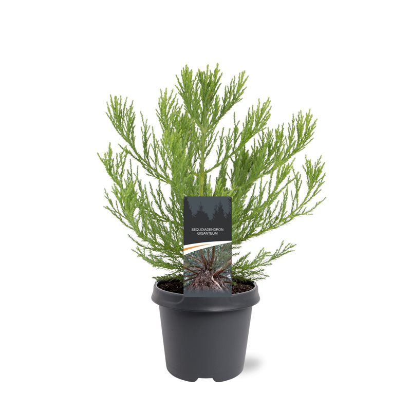 Sequoiadendron giganteum 40cm 23cm Pot