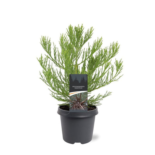 Sequoiadendron giganteum 40cm 23cm Pot