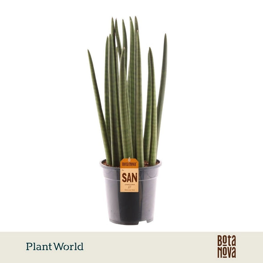 Sansevieria cylindrica 60cm 19cm Pot