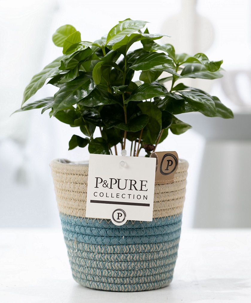 Coffea arabica 20cm 12cm Pot