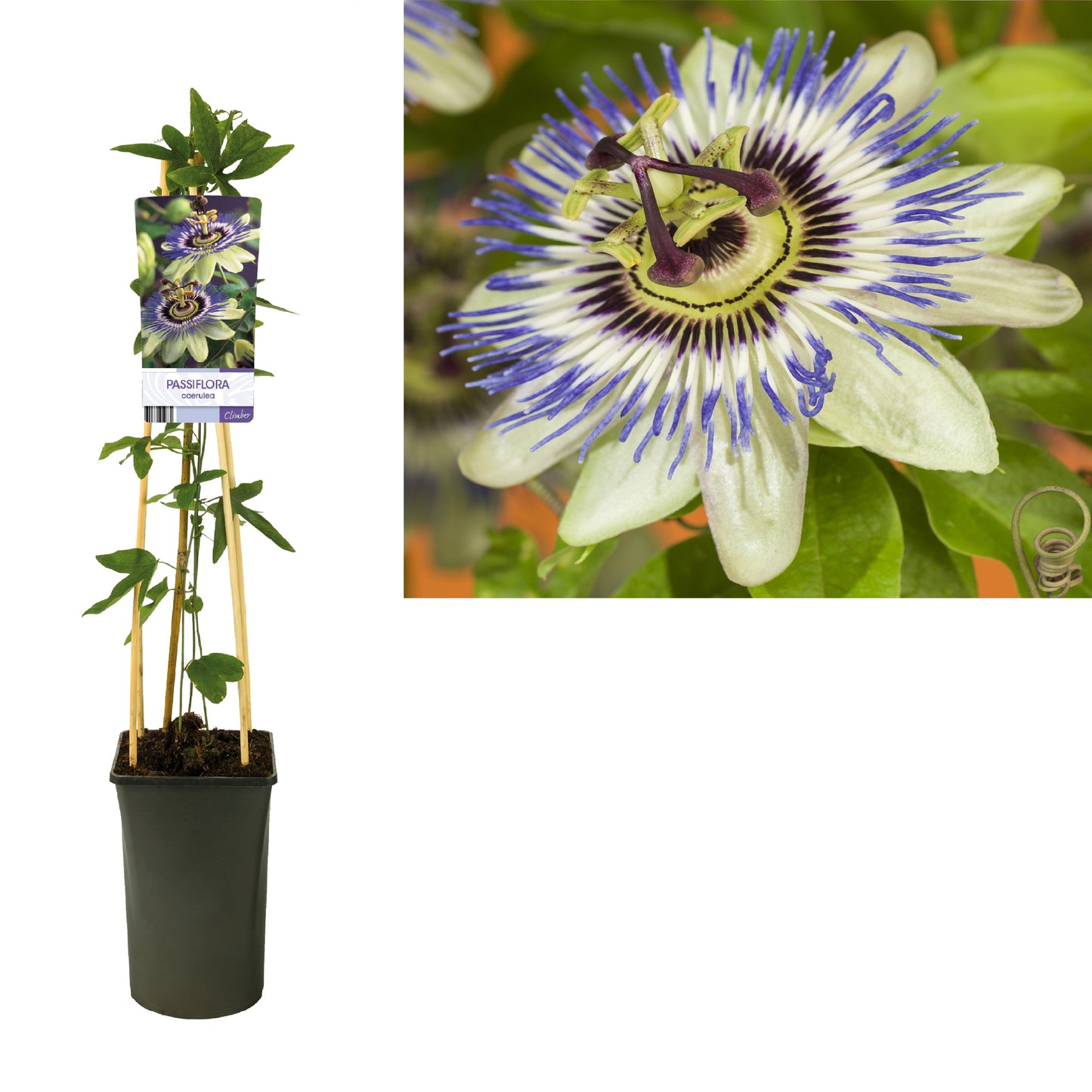 Starre BV, van der Passiflora caerulea Pack of 4