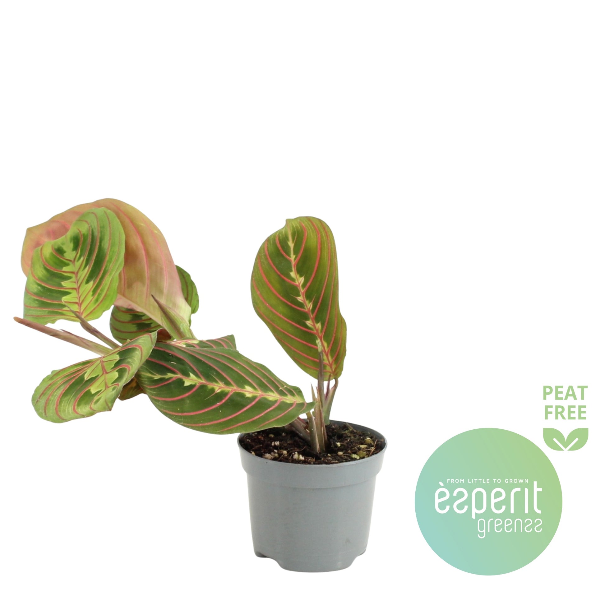 Esperit Plants Maranta Fascinator Pack of 21